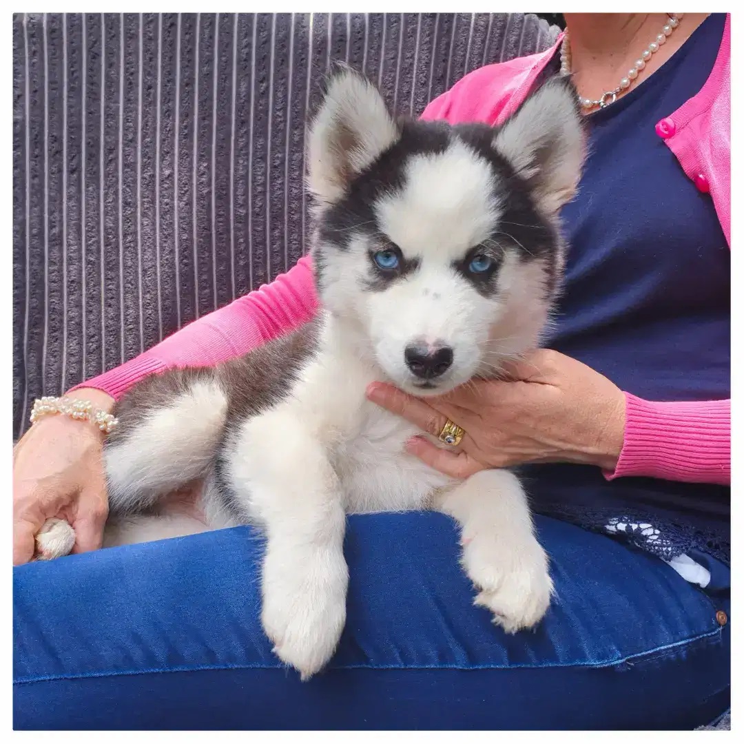 Siberian Husky puppy for sale