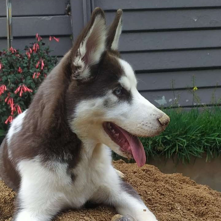 Amber A - Bo the husky