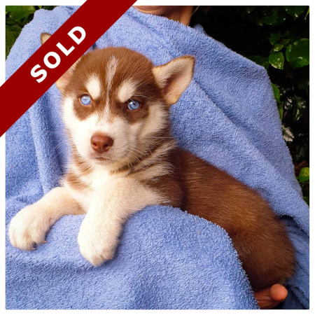 Husky for sale in Johannesburg