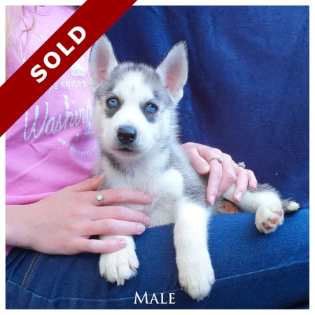 purebred siberian husky male pretoria