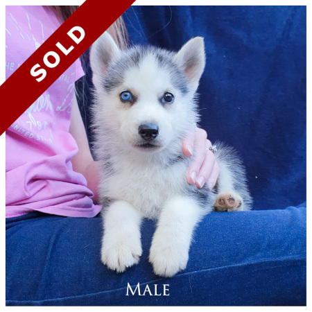 husky male puppy