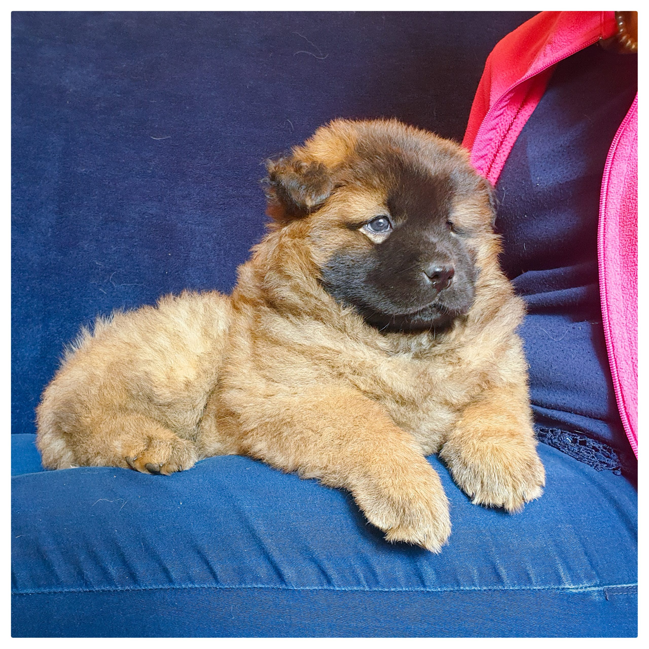 chow puppy botswana