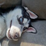 Husker the Husky Pup