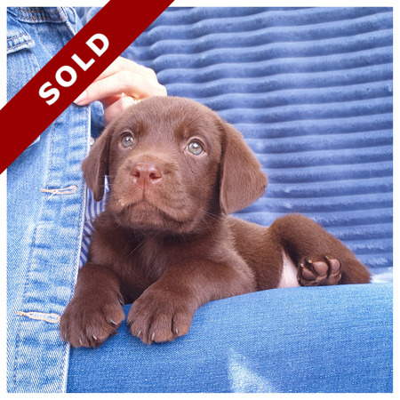 Chocolate Labrador Puppy