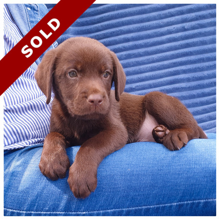 Chocolate Labrador Puppy