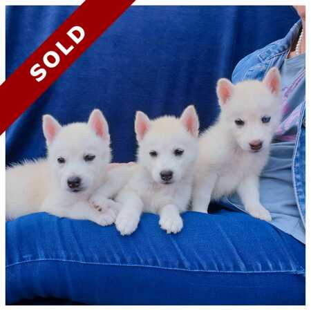 Female siberian husky puppies