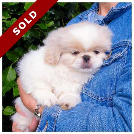 Pekingese puppy