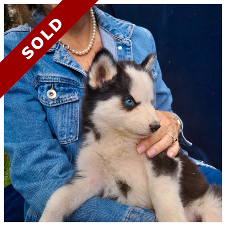 Siberian Husky Sold 2