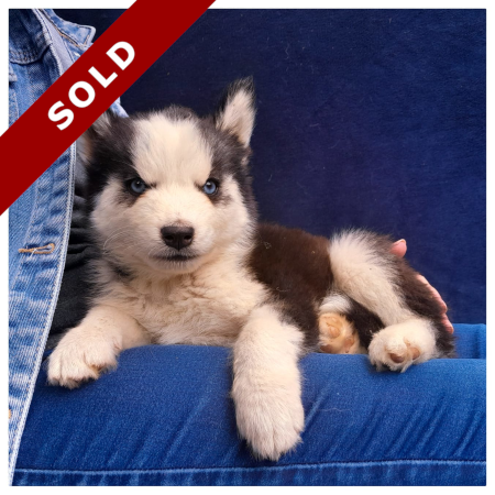 Siberian Husky Sold 5