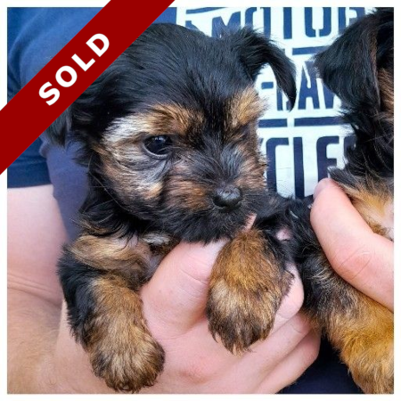 Yorkie Female Puppies