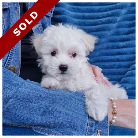 Maltese puppy male