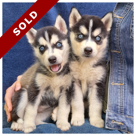 huskies-sold-1