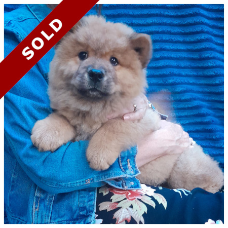 Purebred Chow Chow Puppies